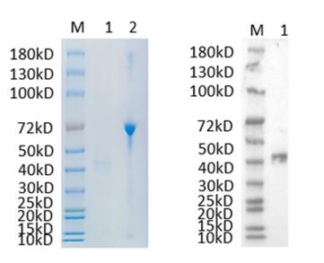 1. INHBE<br />2. BSA
